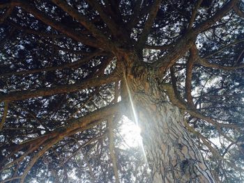 Low angle view of tree