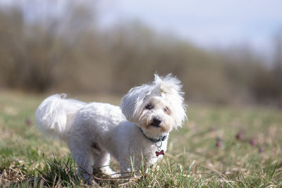 Portrait of a dog on field