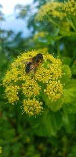 Close-up of bee pollinating on flower