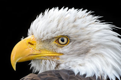 Close-up portrait of eagle