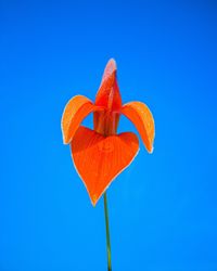 Low angle view of orange flower against blue sky