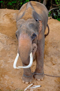 View of elephant in zoo