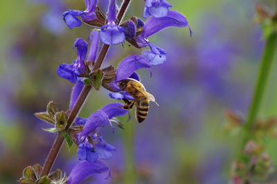 Close-up of bee pollinating on fresh purple flower