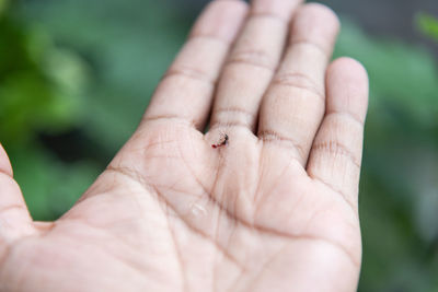 Close-up of human hand holding insect