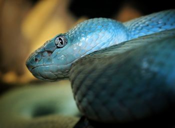 Close-up of lizard