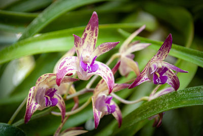 Close-up of purple flowering plant