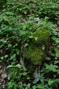 Plants growing in park