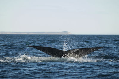 Whale swimming in sea