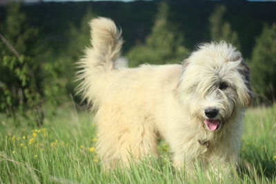 Close-up of dog on field