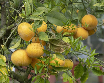 Close-up of fruit growing on tree