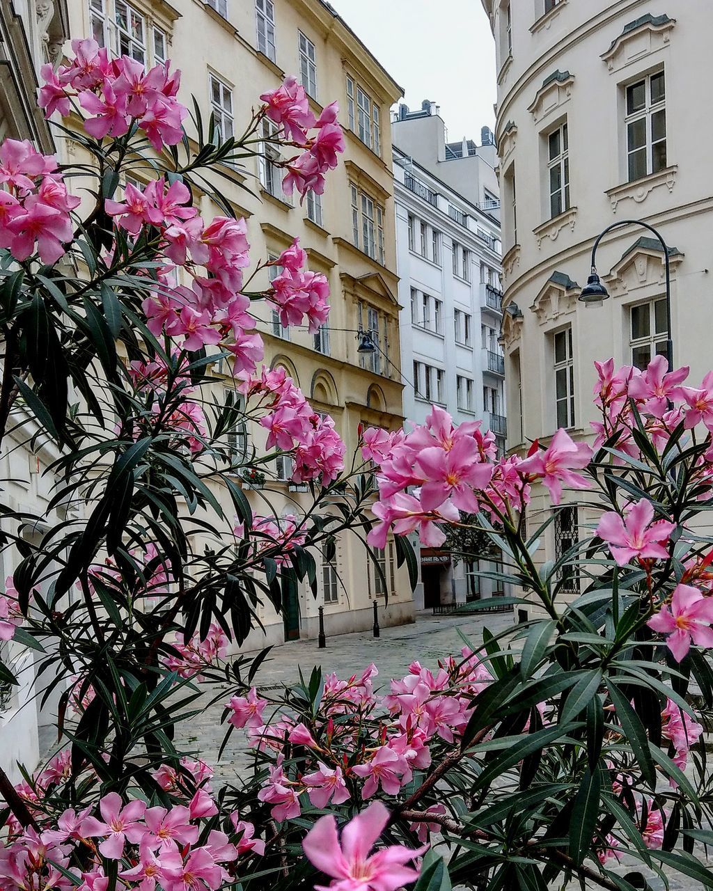 PINK FLOWERING PLANTS AGAINST BUILDING