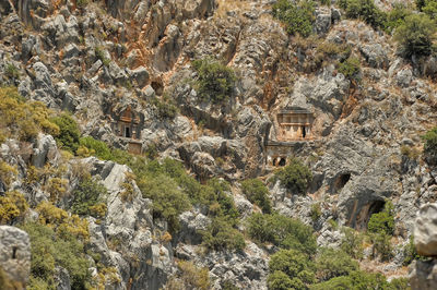 Aerial view of trees and buildings