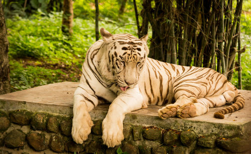 Tiger in zoo