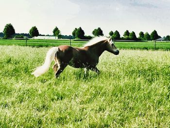 Horse on grass