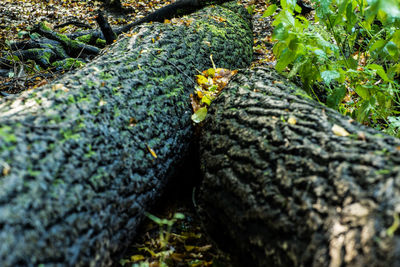 Close-up of moss growing on tree trunk