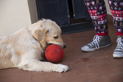 Low section of person standing with dog