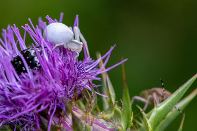 Close-up of white crab spider on flowering plants