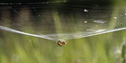 Close-up of spider on web