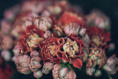 Detail shot of flowers