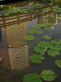 High angle view of water lily in lake