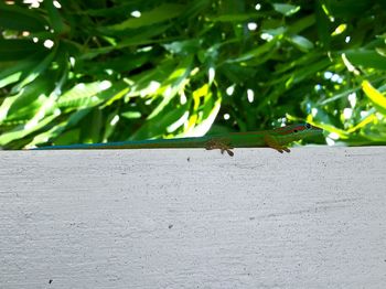 Close-up of caterpillar on tree