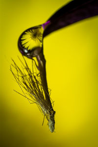 Close-up of insect on yellow flower