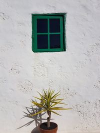 Close-up of potted plant against window