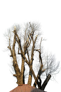 Tree against sky