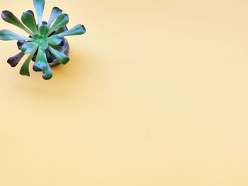 Close-up of plant against white background