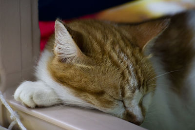 Close-up of cat sleeping