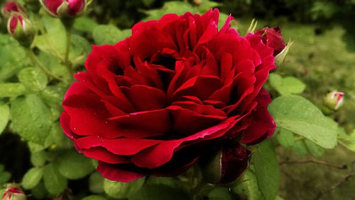 Close-up of red rose blooming outdoors