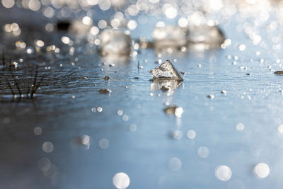 Duck swimming in lake