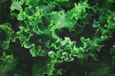 Closeup of rows of organic healthy green lettuce plants