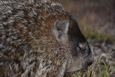 Close-up of an animal on field