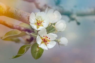 Close-up of white cherry blossoms