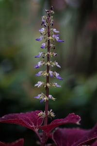 Close-up of purple flowering plant