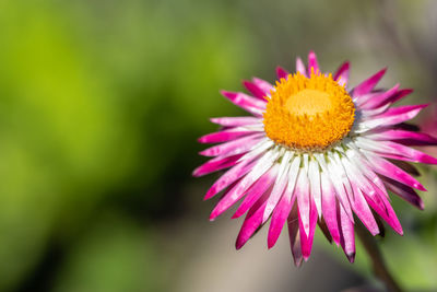 Close-up of pink flower