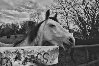 Horses by railing at pen against sky