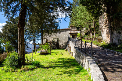 Footpath amidst trees in forest