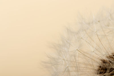 Close-up of dandelion against sky during sunset