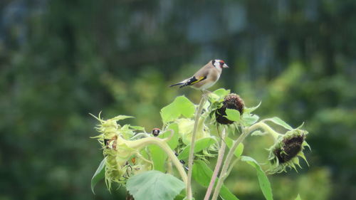 Close-up of bird flying