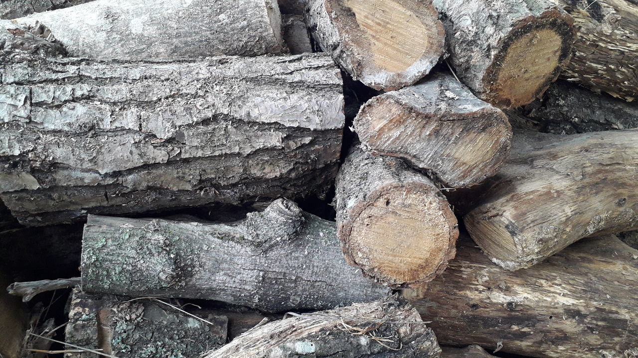 CLOSE-UP OF LOGS IN FOREST