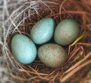 High angle view of eggs in nest