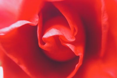 Macro shot of red rose