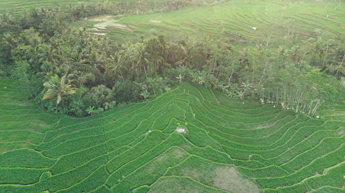 High angle view of rice field