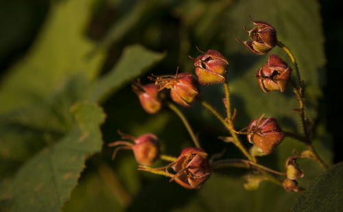 Close-up of flowers against blurred background