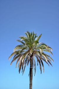 Low angle view of palm tree against clear blue sky