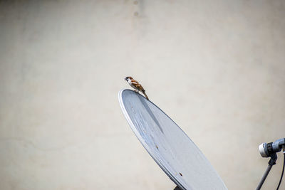 Low angle view of bird perching on wall