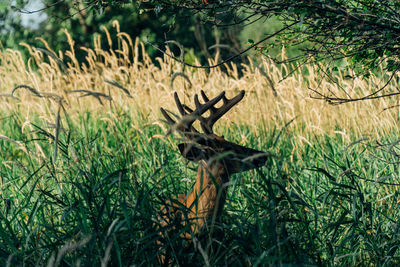 View of a lizard on a field