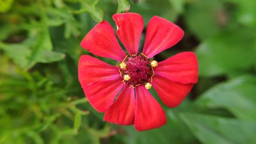 Close-up of red flower